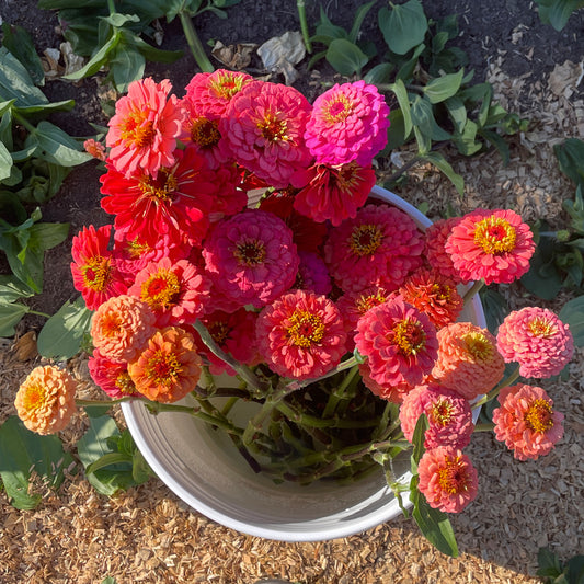 Summer Sunshine Bouquet Subscription