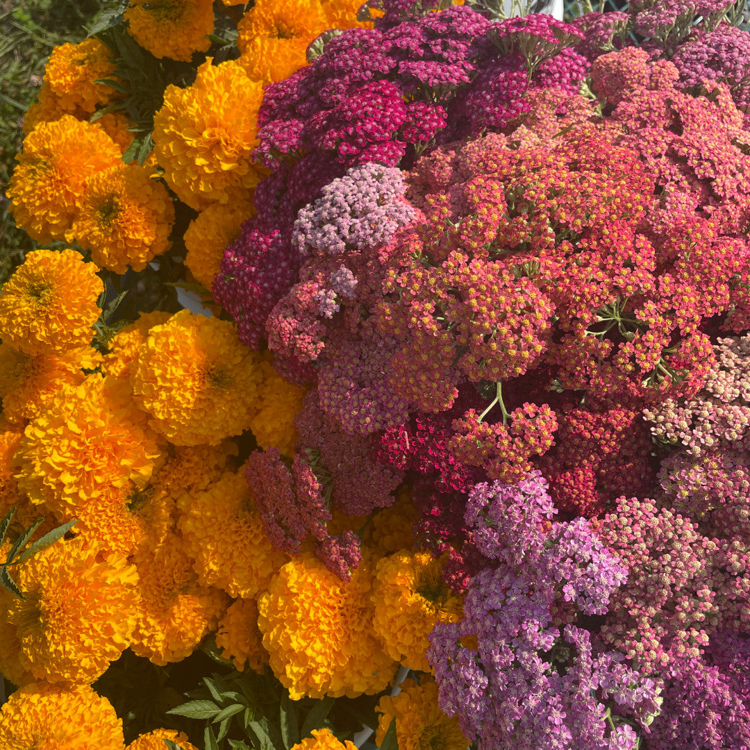 Summer Sunshine Bouquet Subscription