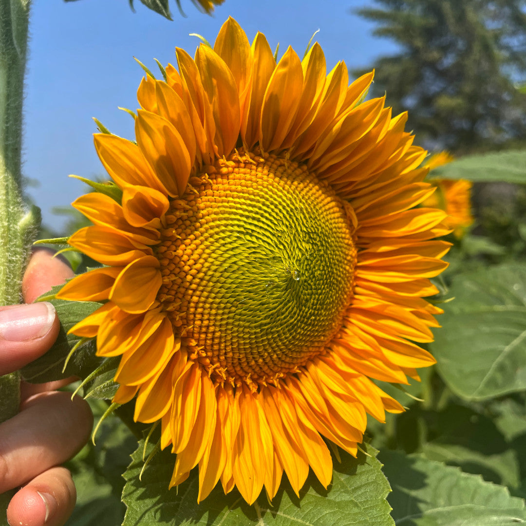 Summer Sunshine Bouquet Subscription