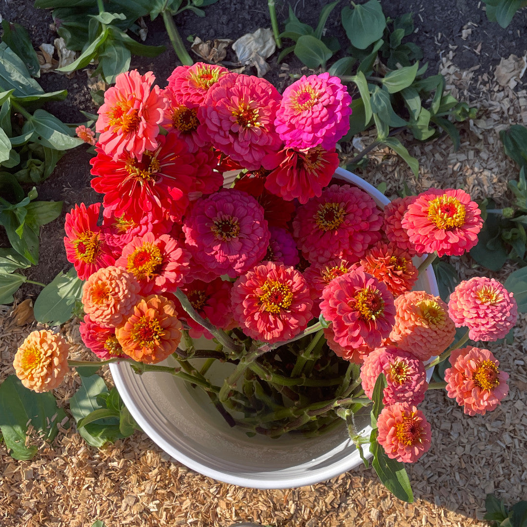 Summer Sunshine Bouquet Subscription